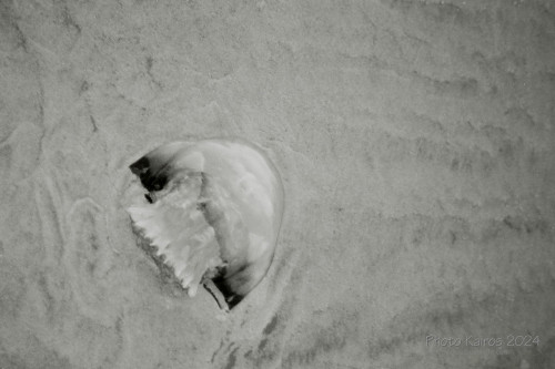 Sapelo2024_20240504-135-TMAX-Sapelo_31.jpg