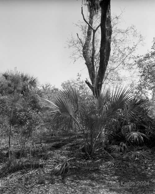 Sapelo2024_20240523-4X5-TMAX-Sapelo_05.jpg