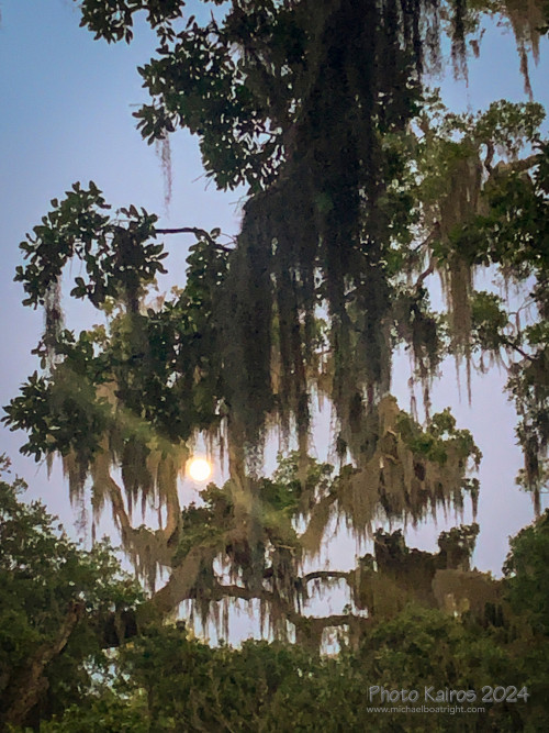 Sapelo2024_IMG_1112.jpg
