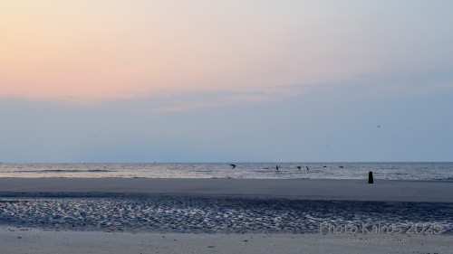 Sapelo2025_IMG_7668_1800px.jpg