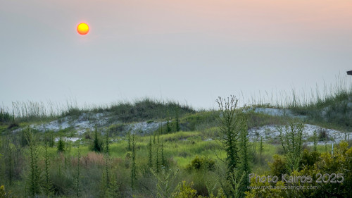 Sapelo2025_IMG_7684_1800px.jpg