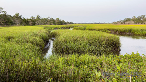 Sapelo2025_IMG_7687_1800px.jpg