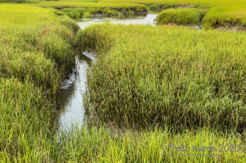 Sapelo2025_IMG_7690_1800px.jpg