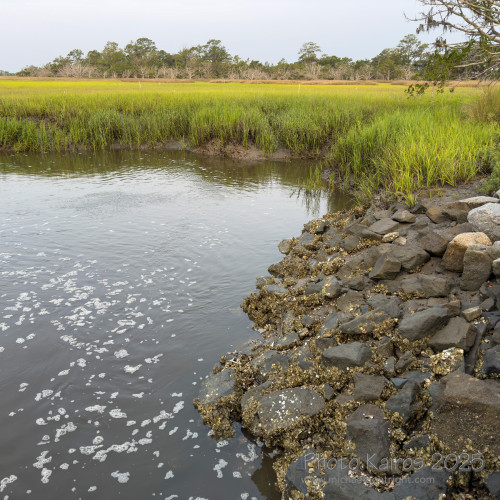 Sapelo2025_IMG_7695_1800px.jpg