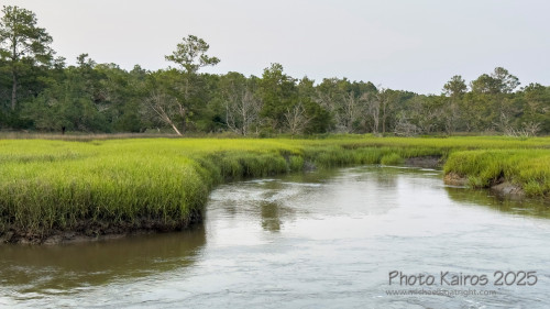 Sapelo2025_IMG_7710_1800px.jpg
