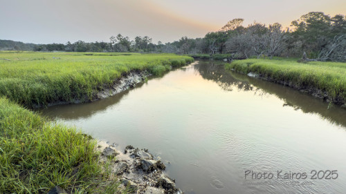 Sapelo2025_IMG_7715_1800px.jpg