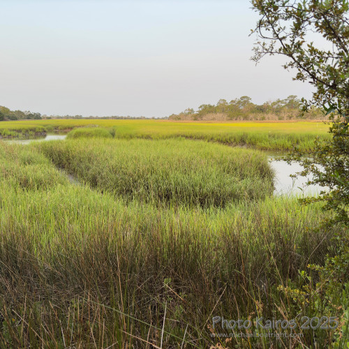 Sapelo2025_IMG_7721_1800px.jpg