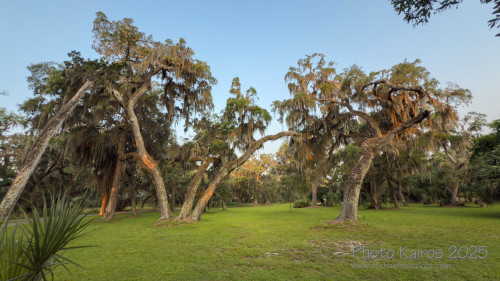Sapelo2025_IMG_7732_1800px.jpg