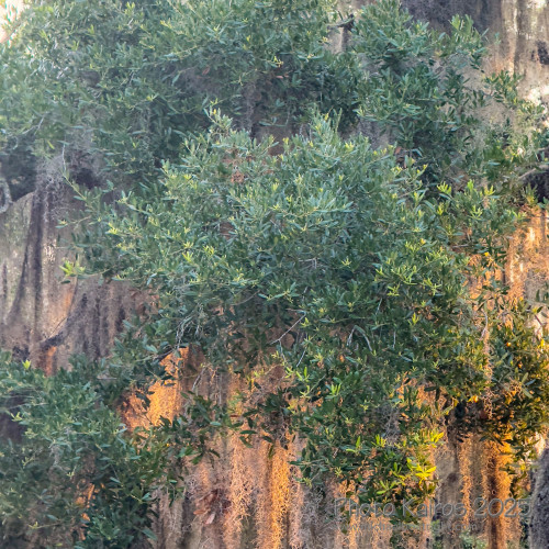 Sapelo2025_IMG_7745_1800px.jpg