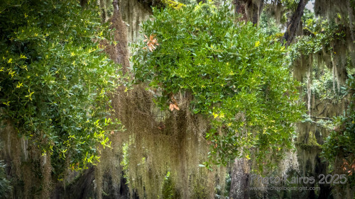 Sapelo2025_IMG_7764_1800px.jpg