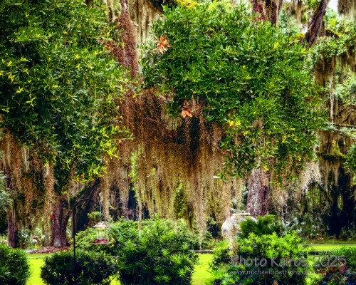Sapelo2025_IMG_7766_1800px.jpg