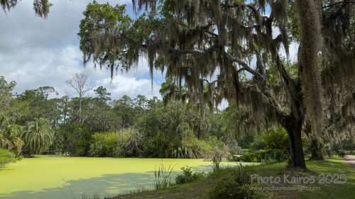 Sapelo2025_IMG_7797_1800px.jpg