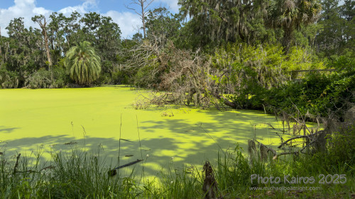 Sapelo2025_IMG_7811_1800px.jpg