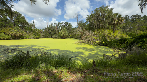 Sapelo2025_IMG_7813_1800px.jpg