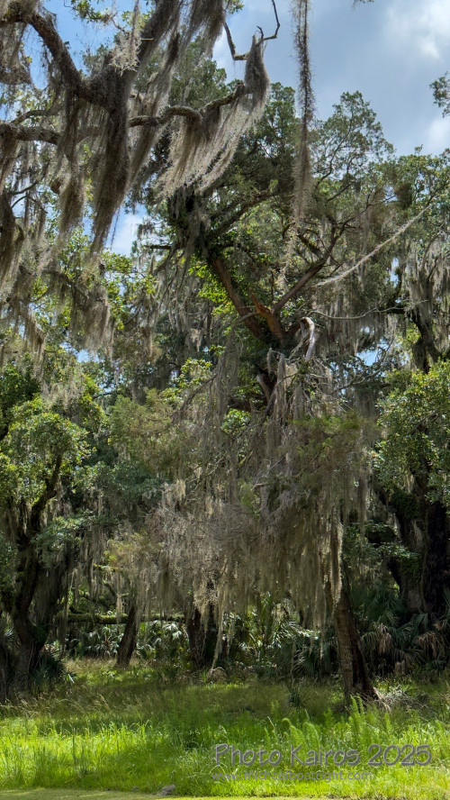 Sapelo2025_IMG_7816_1800px.jpg