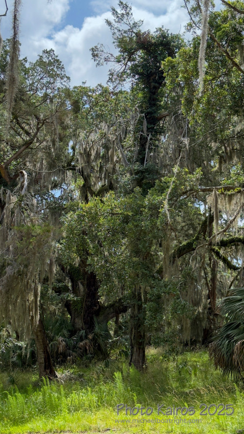 Sapelo2025_IMG_7817_1800px.jpg