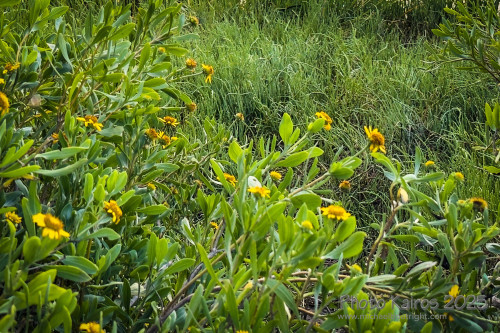 Sapelo2025_IMG_7702_1800px.jpg