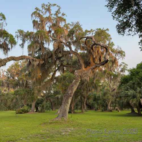 Sapelo2025_IMG_7729_1800px.jpg