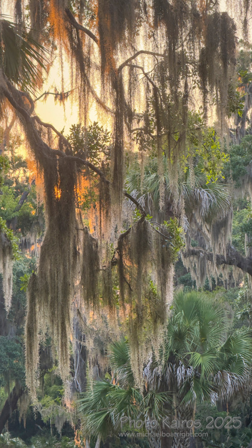Sapelo2025_IMG_7733_1800px.jpg