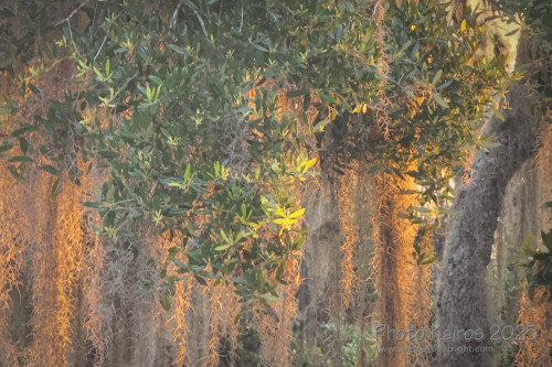 Sapelo2025_IMG_7746_1800px.jpg