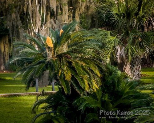 Sapelo2025_IMG_7776_1800px.jpg