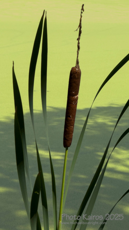 Fauna and Flora