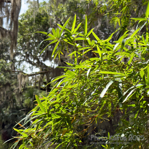Sapelo2025_IMG_7821_1800px.jpg