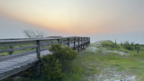 Sapelo2025_IMG_7680_1800px.jpg