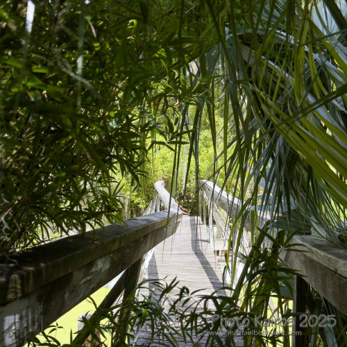 Sapelo2025_IMG_7820_1800px.jpg